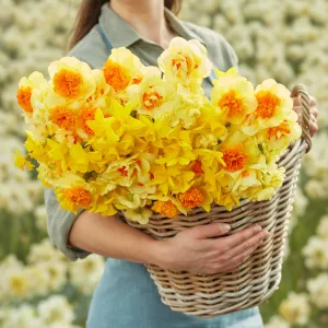 Daffodil Bulbs - Mimosa Mix