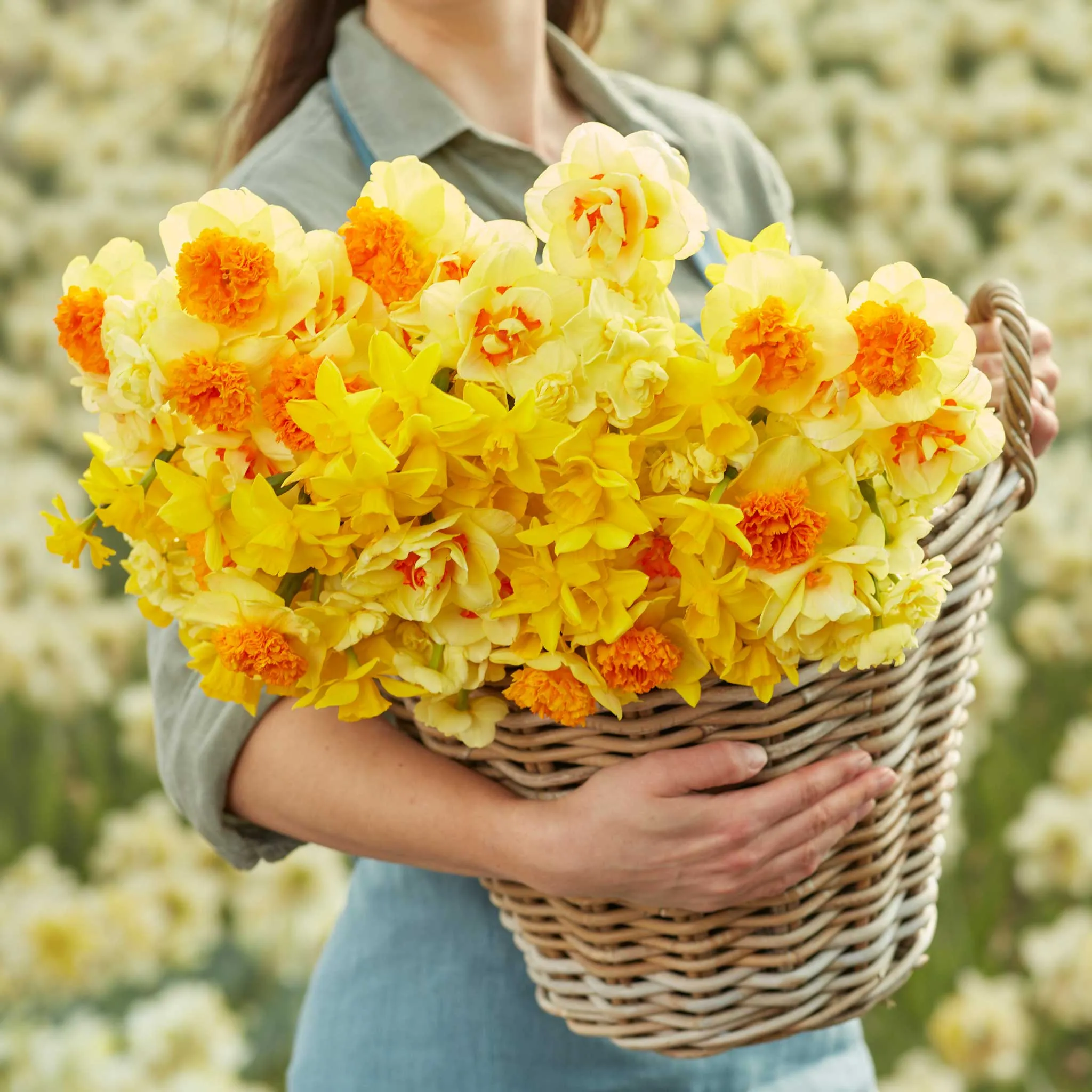 Daffodil Bulbs - Mimosa Mix