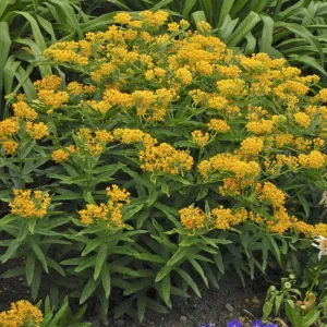 'Hello Yellow' Milkweed (Asclepias)