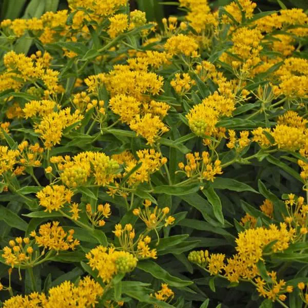 'Hello Yellow' Milkweed (Asclepias)