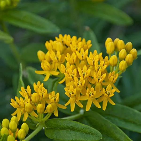 'Hello Yellow' Milkweed (Asclepias)