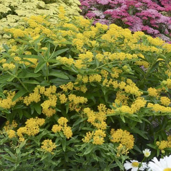 'Hello Yellow' Milkweed (Asclepias)