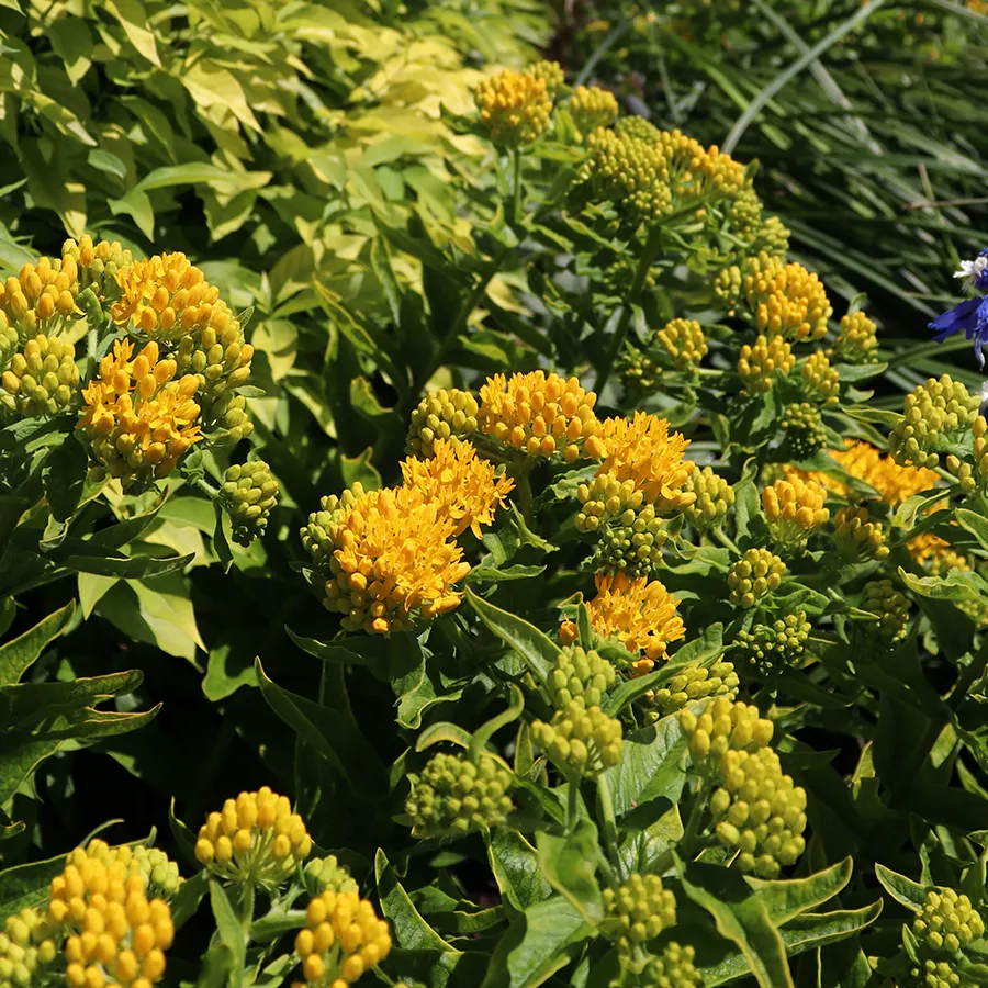 'Hello Yellow' Milkweed (Asclepias)