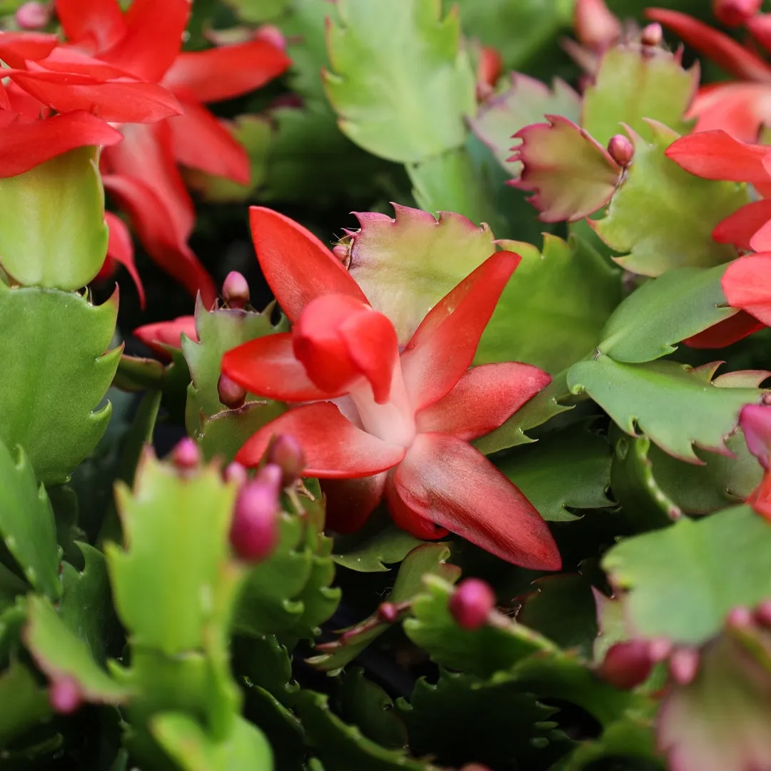 Orange Christmas Cactus