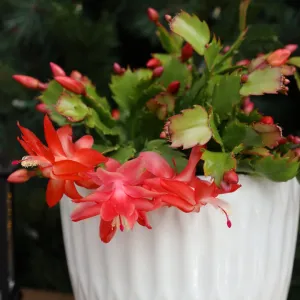 Orange Christmas Cactus