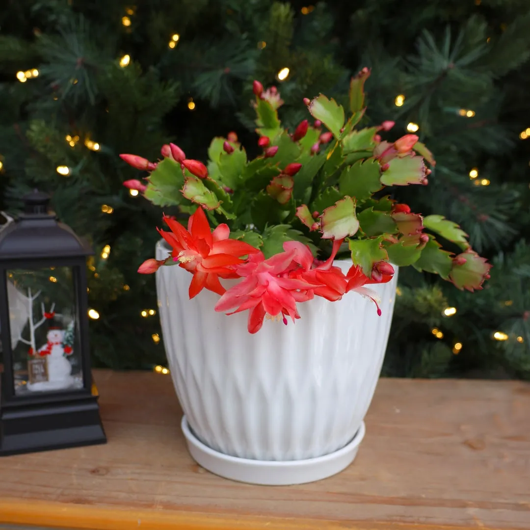 Orange Christmas Cactus