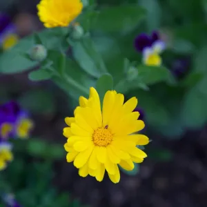 Pot Marigold Seed Pack