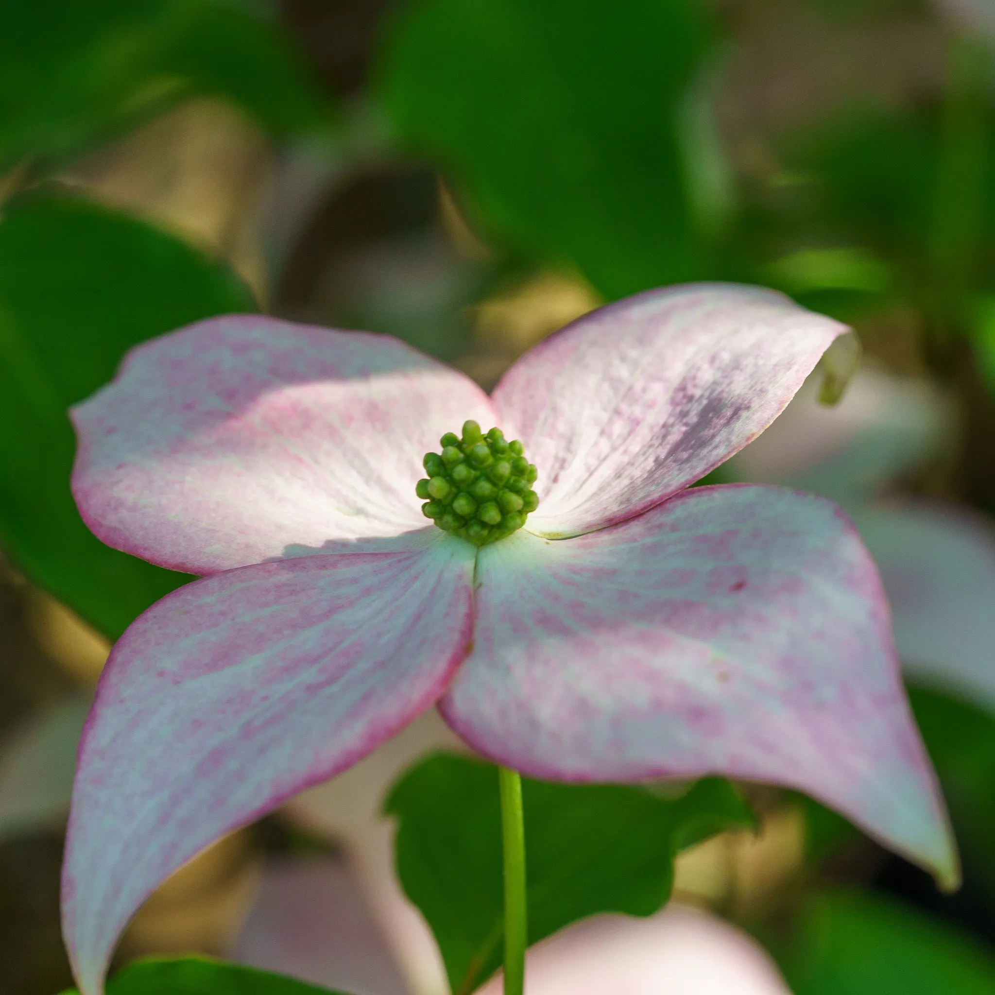 Scarlet Fire Dogwood
