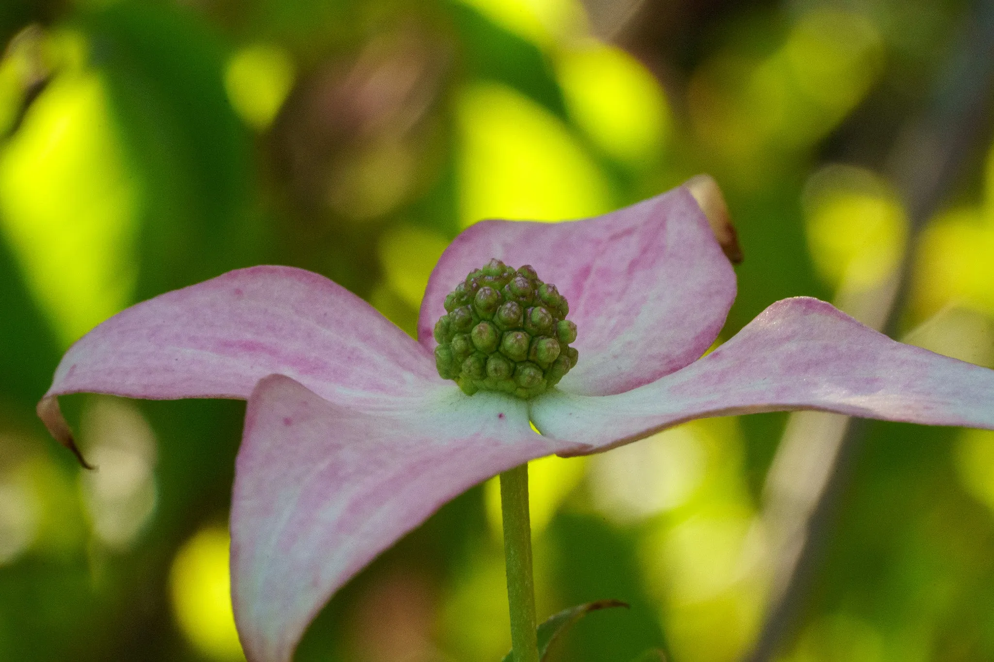 Scarlet Fire Dogwood