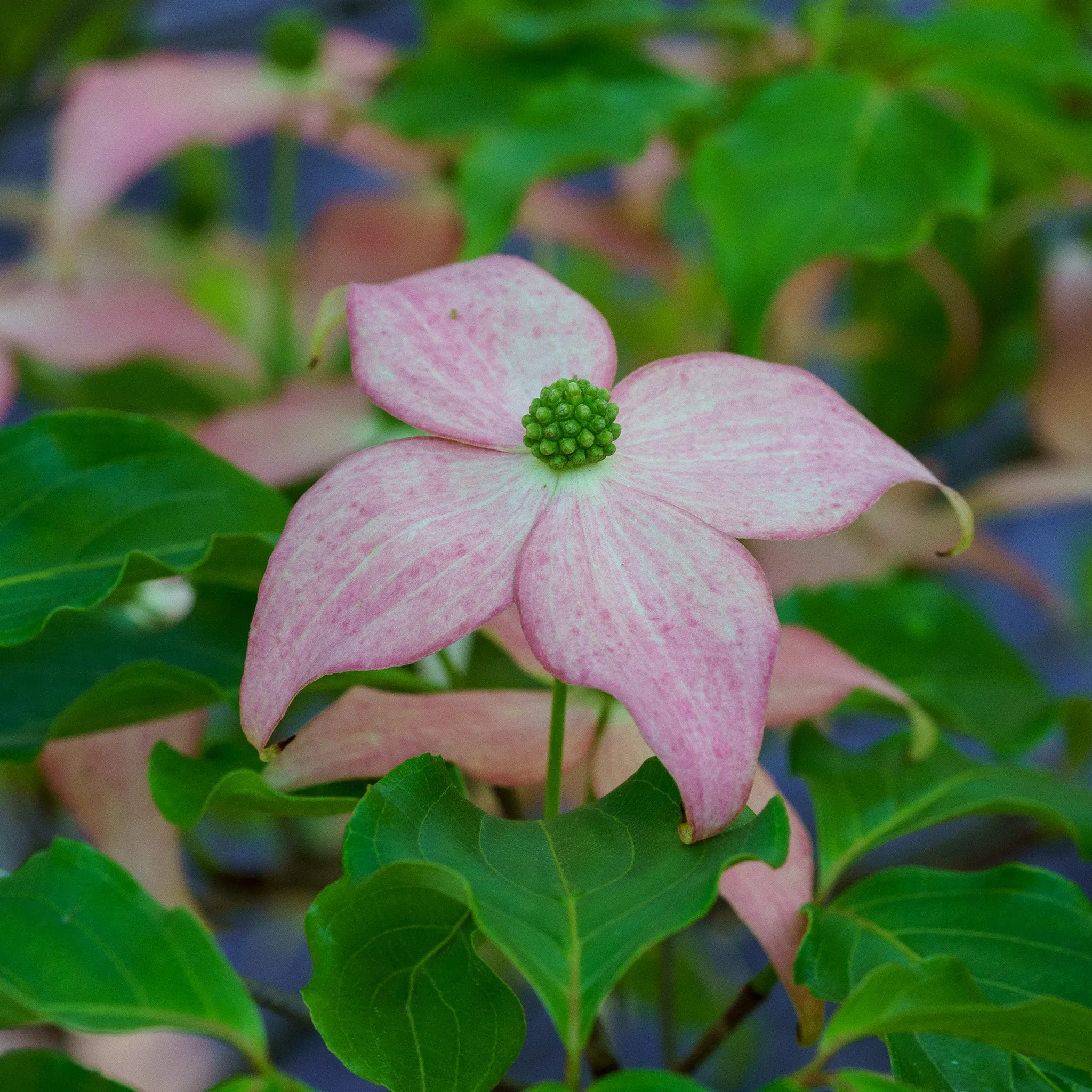 Scarlet Fire Dogwood